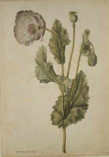 Le Moyne de Morgues, Pavot somnifère