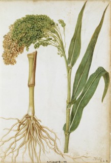 Le Moyne de Morgues, Millet