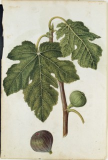 Le Moyne de Morgues, Figues