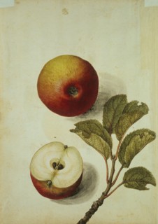 Le Moyne de Morgues, Pomme
