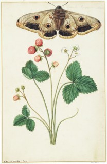 Le Moyne de Morgues, Fraise des bois et Petit paon de nuit femelle