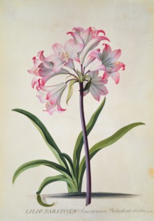 Ehret, Belladone