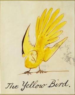 Lear, L'Oiseau jaune