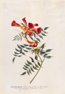 Ehret, Bignonia