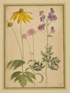 Walther, Aconitum