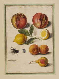 Walther, Grenades, citrons et oranges