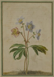 Walther, Rose de Noël