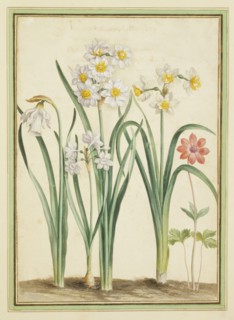 Walther, Narcisses