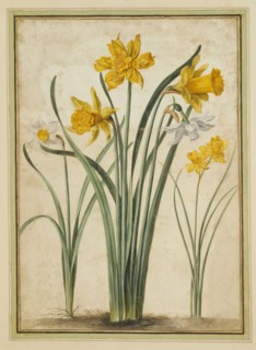Walther, Narcisses et Jonquilles