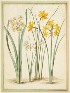 Walther, Narcisses