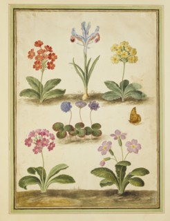 Walther, Primevères, Trèfle et Iris