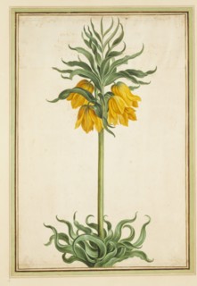 Walther, Couronne (Fritillaire) impériale