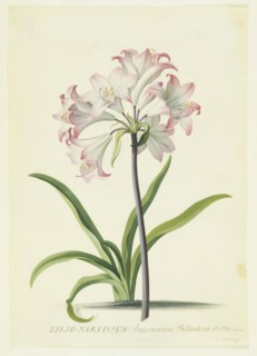 Walther, Tulipe perroquet