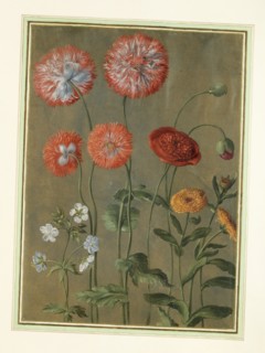 Walther, Pavots