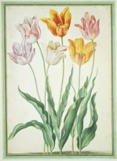 Walther, Tulipes