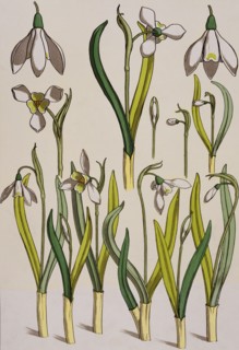 Grasset, Gravure issue d'un livre