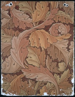 Morris, Acanthe