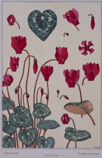 Grasset, Cyclamen