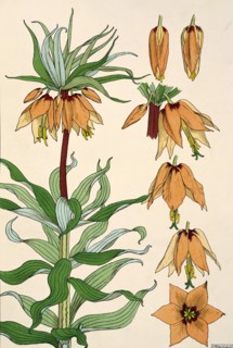 Grasset, Gravure issue d'un livre