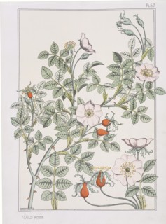 Grasset, Eglantier