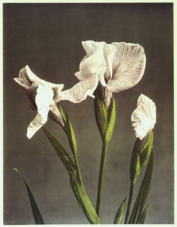 Kazuma, Iris japonais