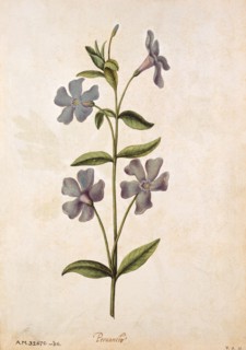 Le Moyne de Morgues, Petite Pervenche