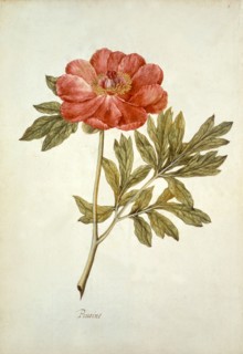 Le Moyne de Morgues, Pivoine