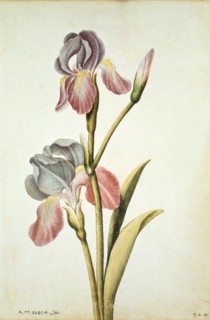 Le Moyne de Morgues, Iris