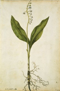 Le Moyne de Morgues, Muguet