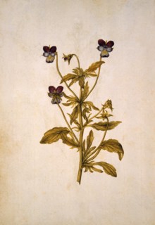 Le Moyne de Morgues, Pensée sauvage