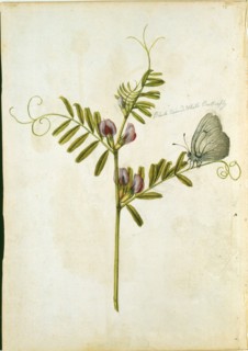 Le Moyne de Morgues, Vesce commune et papillon gazé
