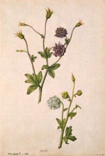 Le Moyne de Morgues, Ancolies