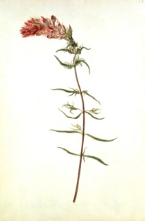 Le Moyne de Morgues, Mélampyre des prés