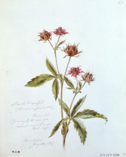Linton, Potentille des marais