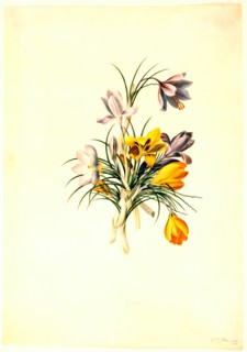 Ehret, Crocus