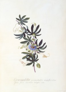 Ehret, Fleur