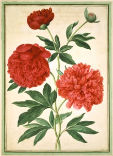 Walther, Pivoines