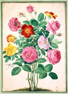 Walther, Roses