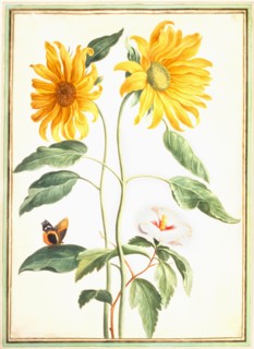 Walther, Tournesols et malva
