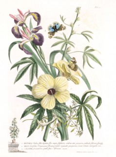 Ehret, Plantes et papillons