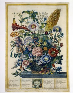 Furber, Les Douze Mois des Fleurs : Août