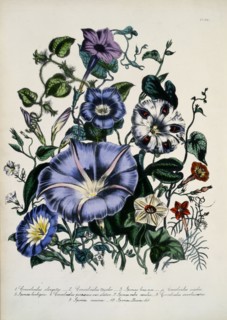 Fleurs