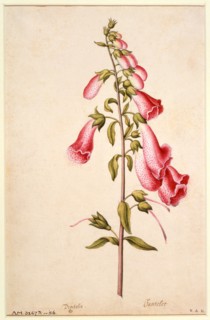 Le Moyne de Morgues, Digitale