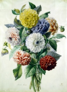 Marie, Dahlias