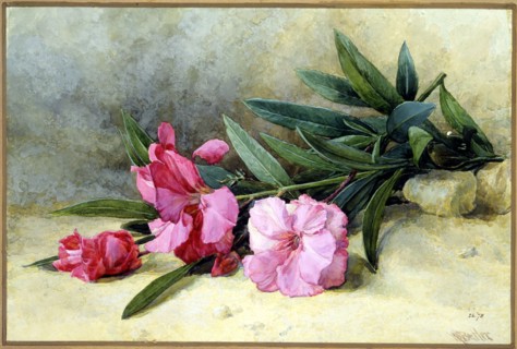 Butler, Laurier rose