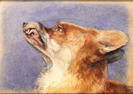 Lewis, Tête de renard