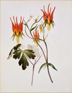 Holden, Dessin d'ancolie