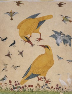 A Variety of Birds. Probably Murshidabad, Mughal, India, c.1760