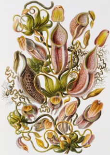 Nepenthaceae, by Prof. Dr. Ernst Haeckel. Germany, 19th-20th century