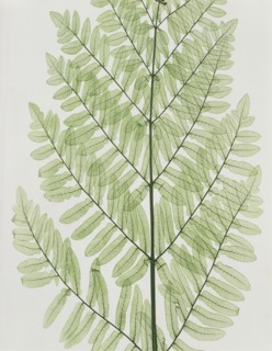 Flowering Fern, by Bradbury, Evans & Co. England, 1850